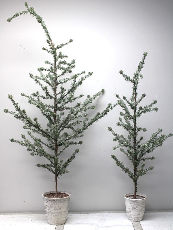 14x36.5" Twig Tree in Pot CM1208